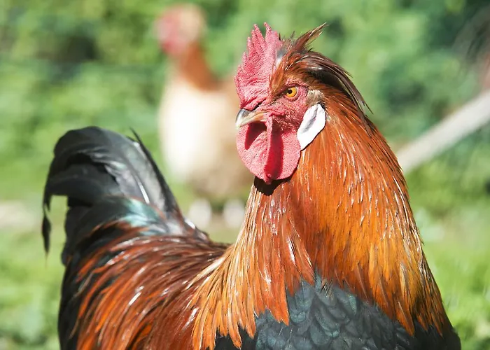 Landsitz Pichlschloss Neumarkt in Steiermark